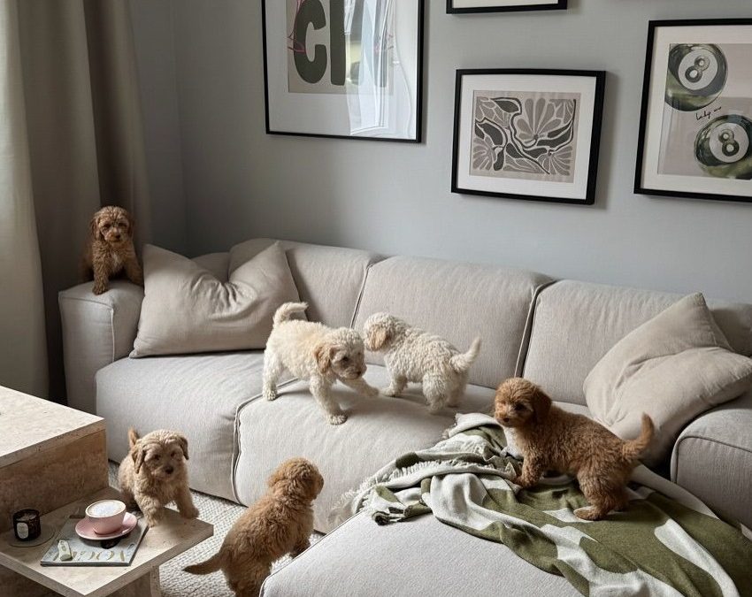 Maintaining Comfort and Cleanliness in a Pet-Loving Home